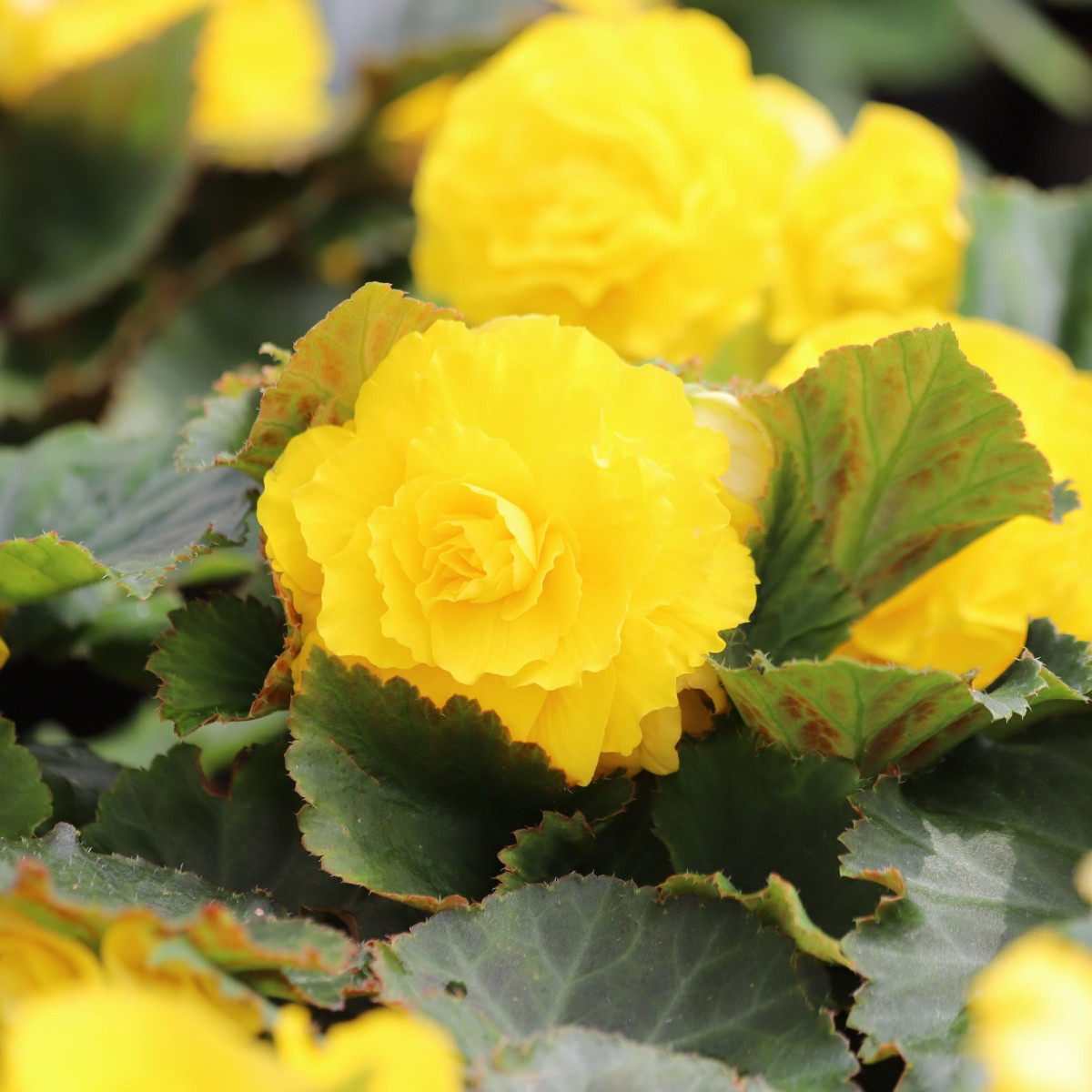 Begonie Nonstop žlutá - Begonia tuberhybrida - hlízy begonie - 2 ks