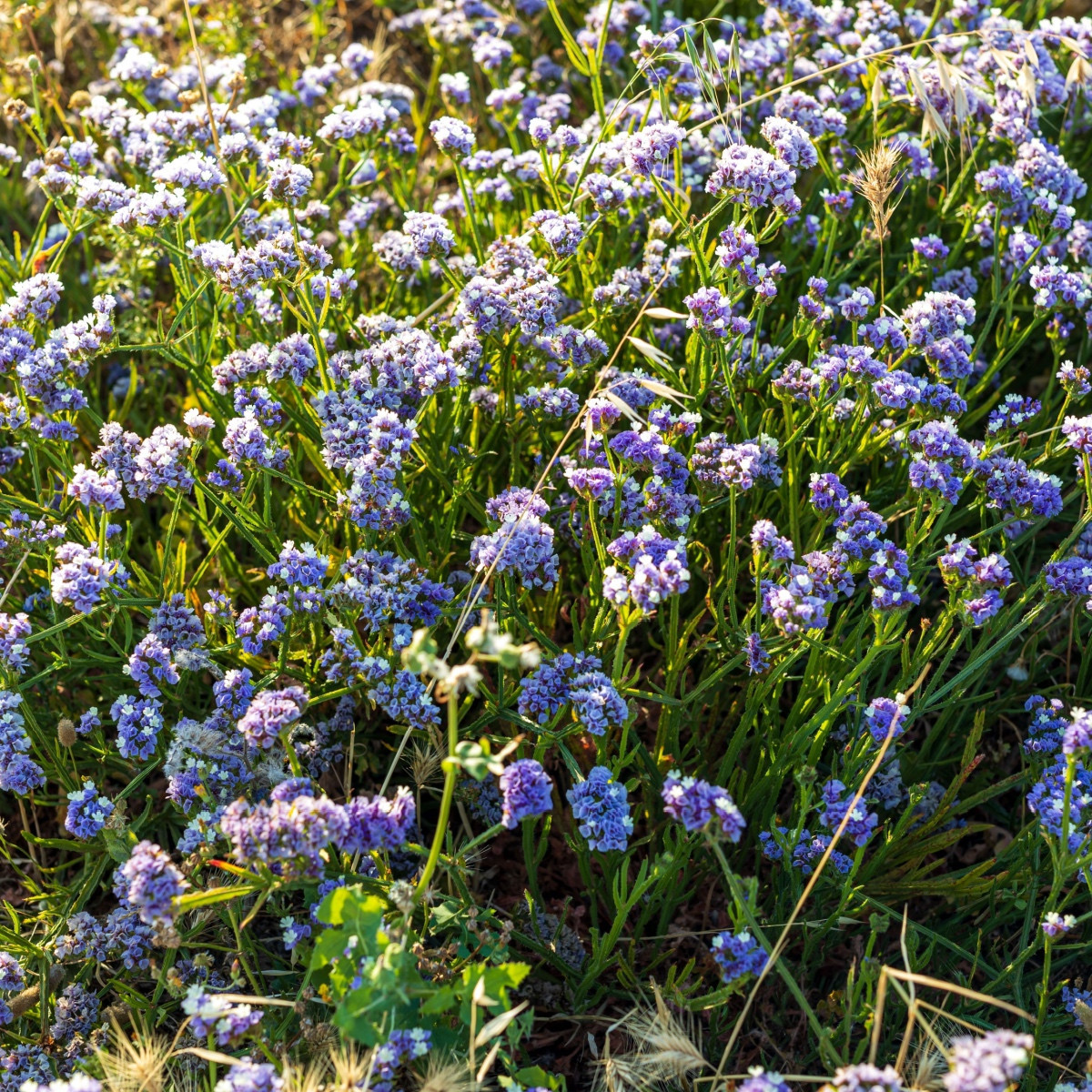 Limonka chobotnatá QIS Pale Blue - Limonium sinuatum - semena limonky - 30 ks