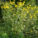 Topinambur červený Violet de Rennes - Helianthus tuberosus - prostokořenné sazenice topinamburu - 1 ks
