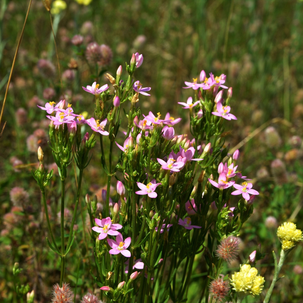 Zeměžluč okolíkatá - Centaurium erythraea - semena zeměžluče - 0,01 g
