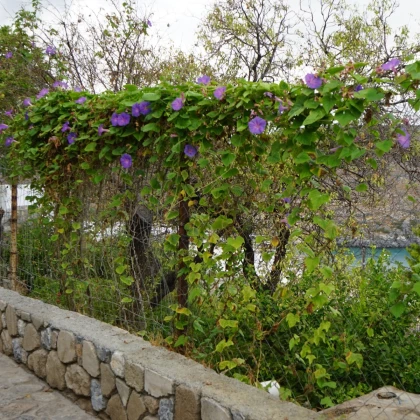 БИО Лилаво увивно растение – Ipomoea purpurea – биологични семена от увивно растение – 30 бр.