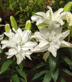 Lilie plnokvětá Roselily Aisha - Lilium - cibule lilie - 1 ks