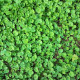 Stříbrný déšť Emerald Falls - Dichondra argentea - semena stříbrného deště - 6 ks