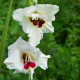 Gladiol Fiorentina - Gladiolus - hlízy mečíku - 3 ks