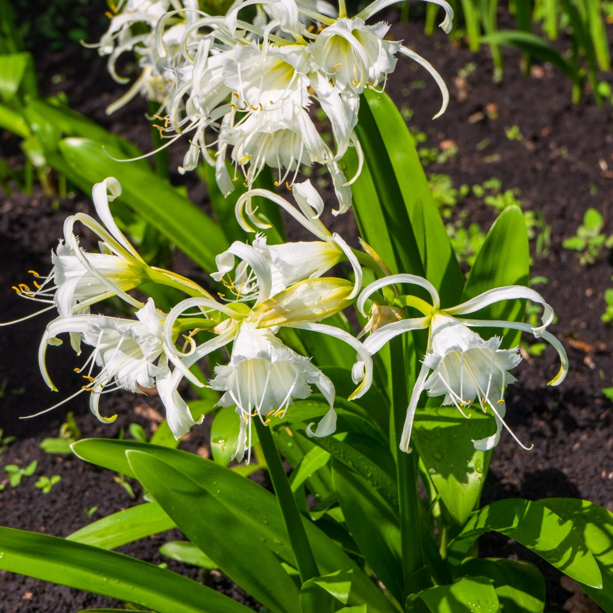 Peruánský narcis Festalis - Ismena - cibule ismény - 1 ks