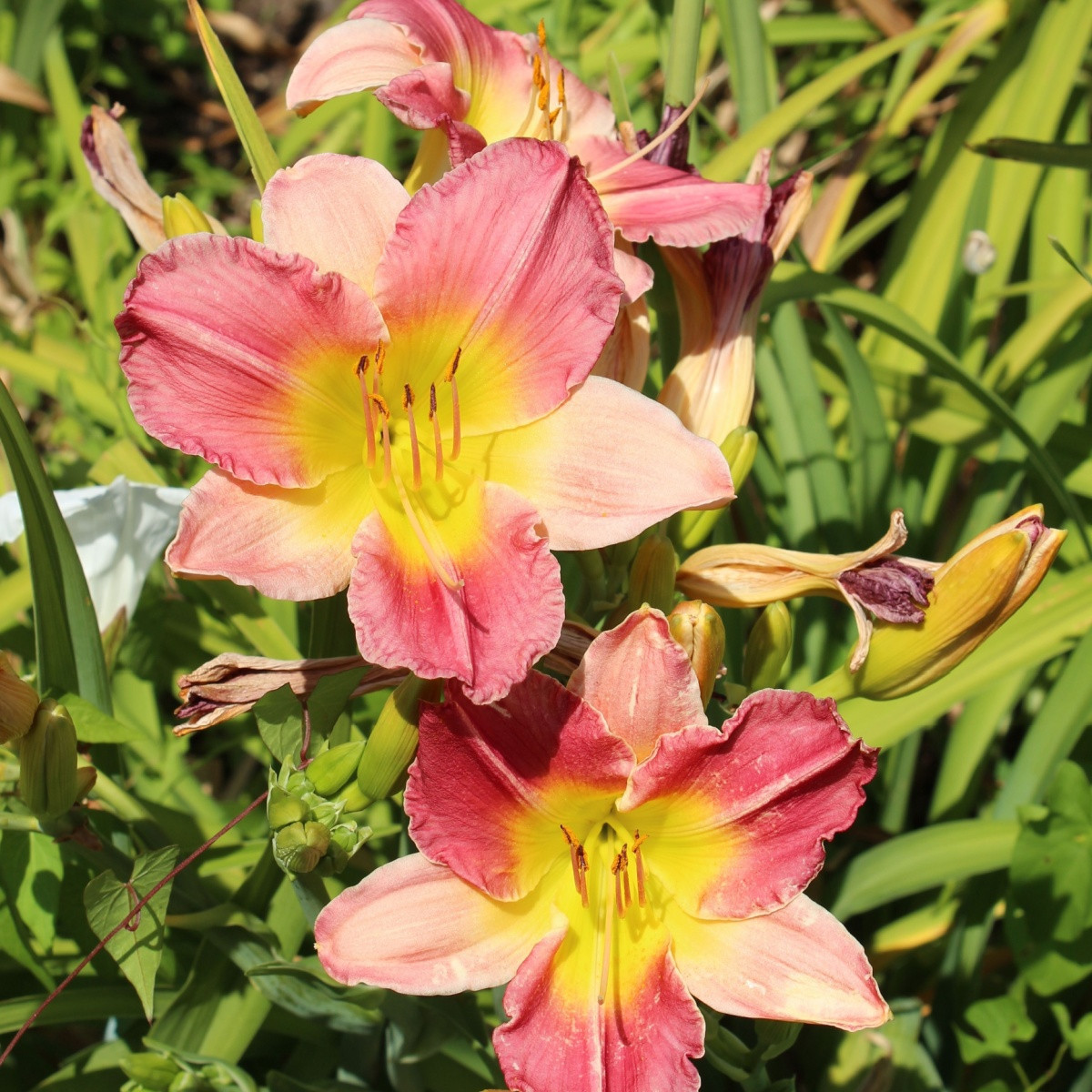 Denivka Final Touch - Hemerocallis - hlízy denivky - 1 ks