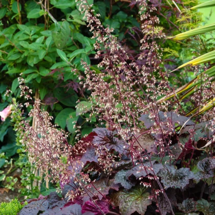 Dlužicha Purple Palace - Heuchera - prostokořenné sazenice dlužichy - 1 ks