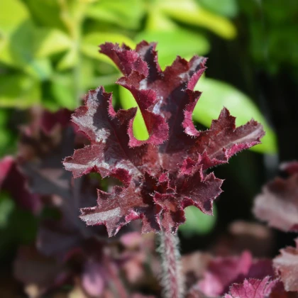 Dlužicha Melting Fire - Heuchera - semena dlužichy - 15 ks