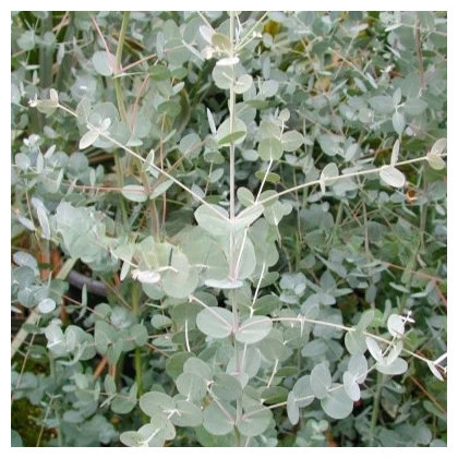 Eukalyptus Gunni - Blahovičník Gunnův - Eucalyptus gunni - semena eukalyptu - 10 ks