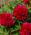 Pivoňka lékařská Rubra Plena - Paeonia officinalis - hlízy pivoňky - 1 ks