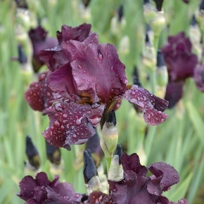 Kosatec nízký Cherry Garden - Iris pumila - hlízy kosatce - 1 ks