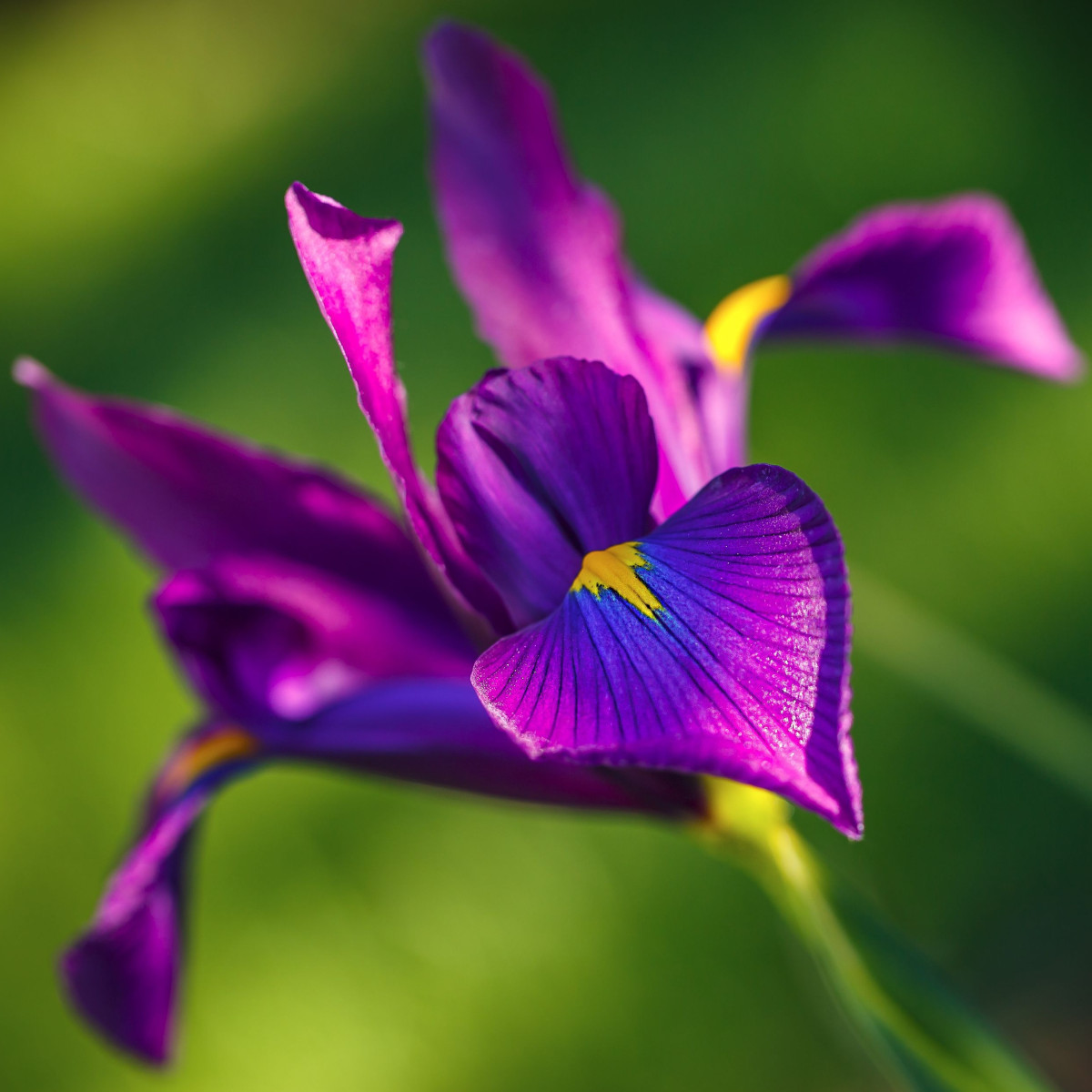 Kosatec holandský Purple Sensation - Iris hollandica - cibulky kosatce - 3 ks