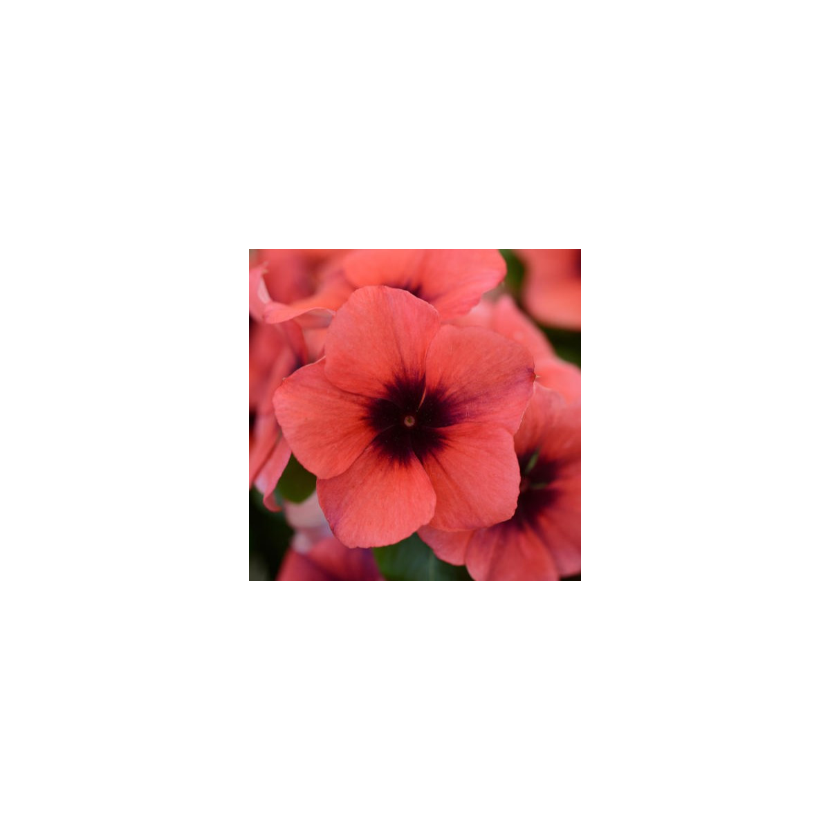 Barvínek Tatoo Papaya - Catharanthus roseus - semena barvínku - 30 ks