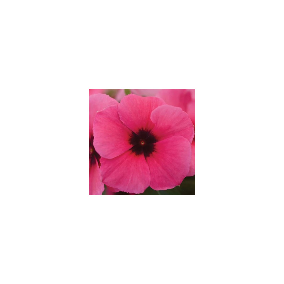 Barvínek Tatoo Raspberry - Catharanthus roseus - semena barvínku - 30 ks