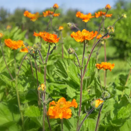 Kuklík šarlatový Koi - Geum coccineum - semena kuklíku - 20 ks