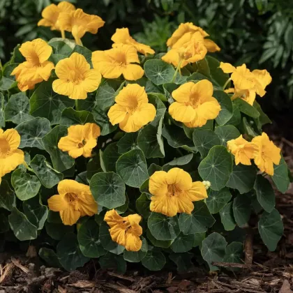 Lichořeřišnice nízká Baby Gold - Kapucínka - Tropaeolum minus - semena lichořeřišnice - 8 ks