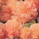 Topolovka Chaters Apricot - Alcea rosea - semena topolovky - 8 ks