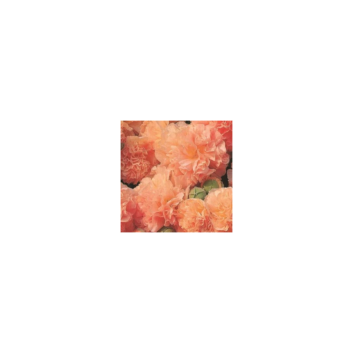 Topolovka Chaters Apricot - Alcea rosea - semena topolovky - 8 ks