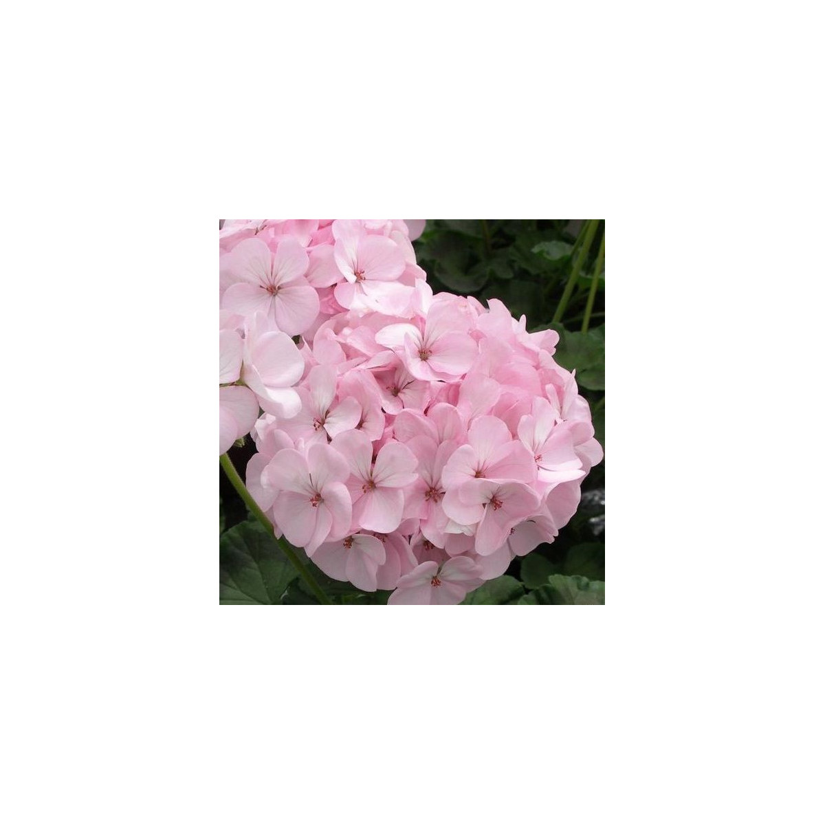 Muškát páskatý Jarka F1 - Pelargonium zonale - semena muškátu - 6 ks