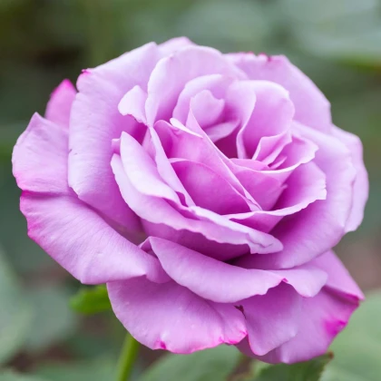 Růže velkokvětá keřová fialová - Rosa - prostokořenné sazenice růže - 1 ks