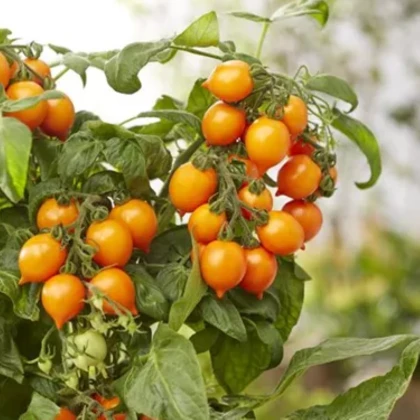 Rajče Evita Compact F1 Orange - Solanum lycopersicum - semena rajčete - 6 ks