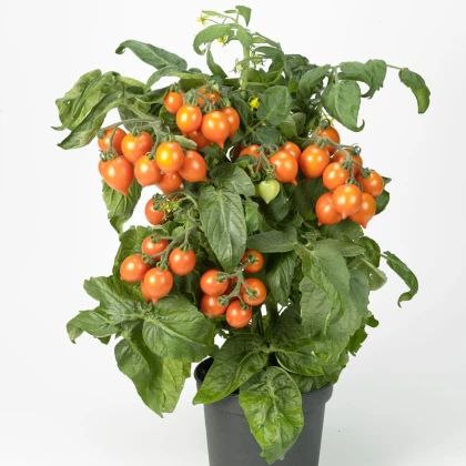 Rajče Evita Compact F1 Orange - Solanum lycopersicum - semena rajčete - 6 ks