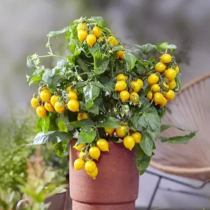 Rajče Evita Compact F1 Yellow - Solanum lycopersicum - semena rajčete - 6 ks