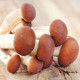 Sadba Polnička topolová - Agrocybe aegerita - sadba - 1 ks