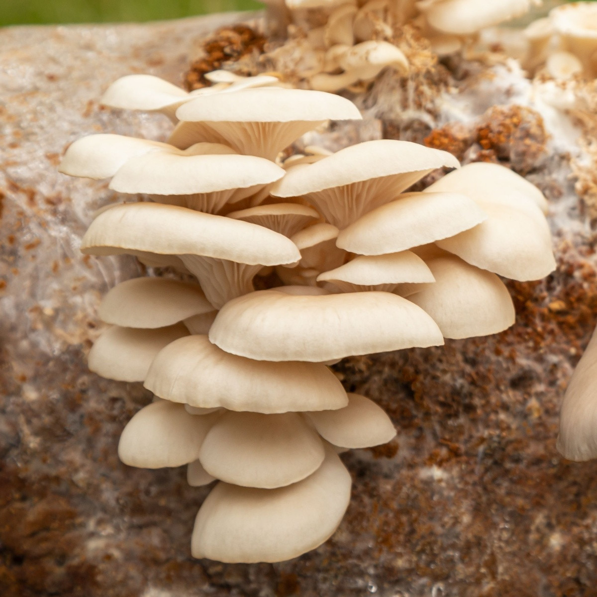 Hlíva plicní - Pleurotus pulmonarius - sadba - 250 ml