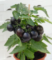 Rajče balkónové Purpleboy F1 - Solanum lycopersicum - semena rajčete - 6 ks
