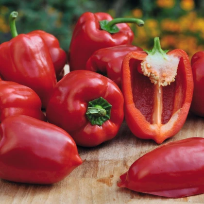 Paprika balkonová Almira Midi Red F1 - Capsicum annuum - semena papriky - 5 ks