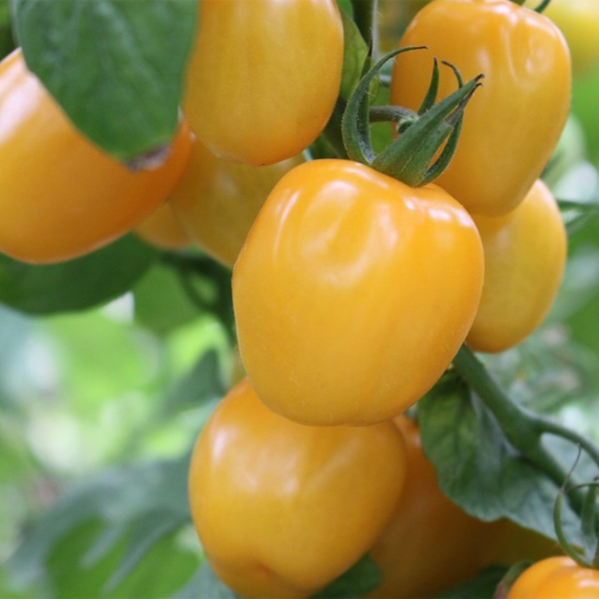 Rajče tyčkové Appleberry F1 PhR žluté - Solanum lycopersicum - semena rajčete - 7 ks