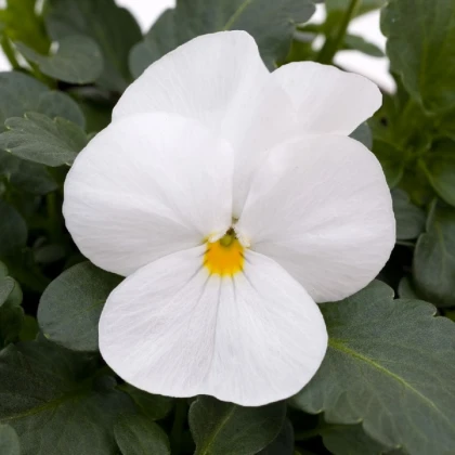 Violka rohatá Sorbet xp White - Viola cornuta - semena violky - 20 ks