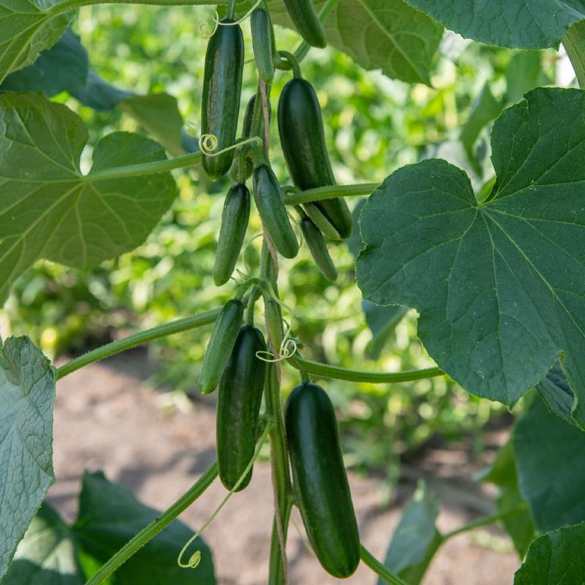 BIO Okurka Kaikura F1 - Cucumis sativus - semena okurky - 5 ks