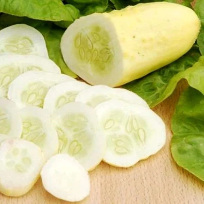 Okurka polní White Wonder - Cucumis sativus - semena okurky - 5 ks