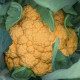 Květák Lisboa F1 - Brassica oleracea - semena květáku - 10 ks