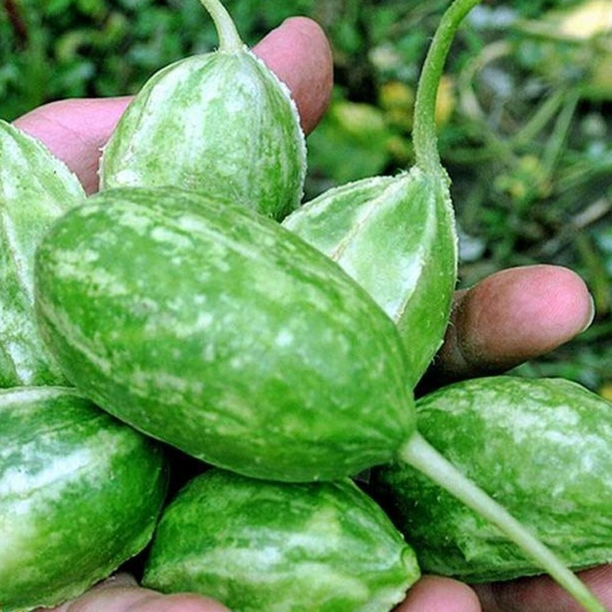 Okurka Liso Calcuta - Cucumis anguria - semena okurky - 12 ks