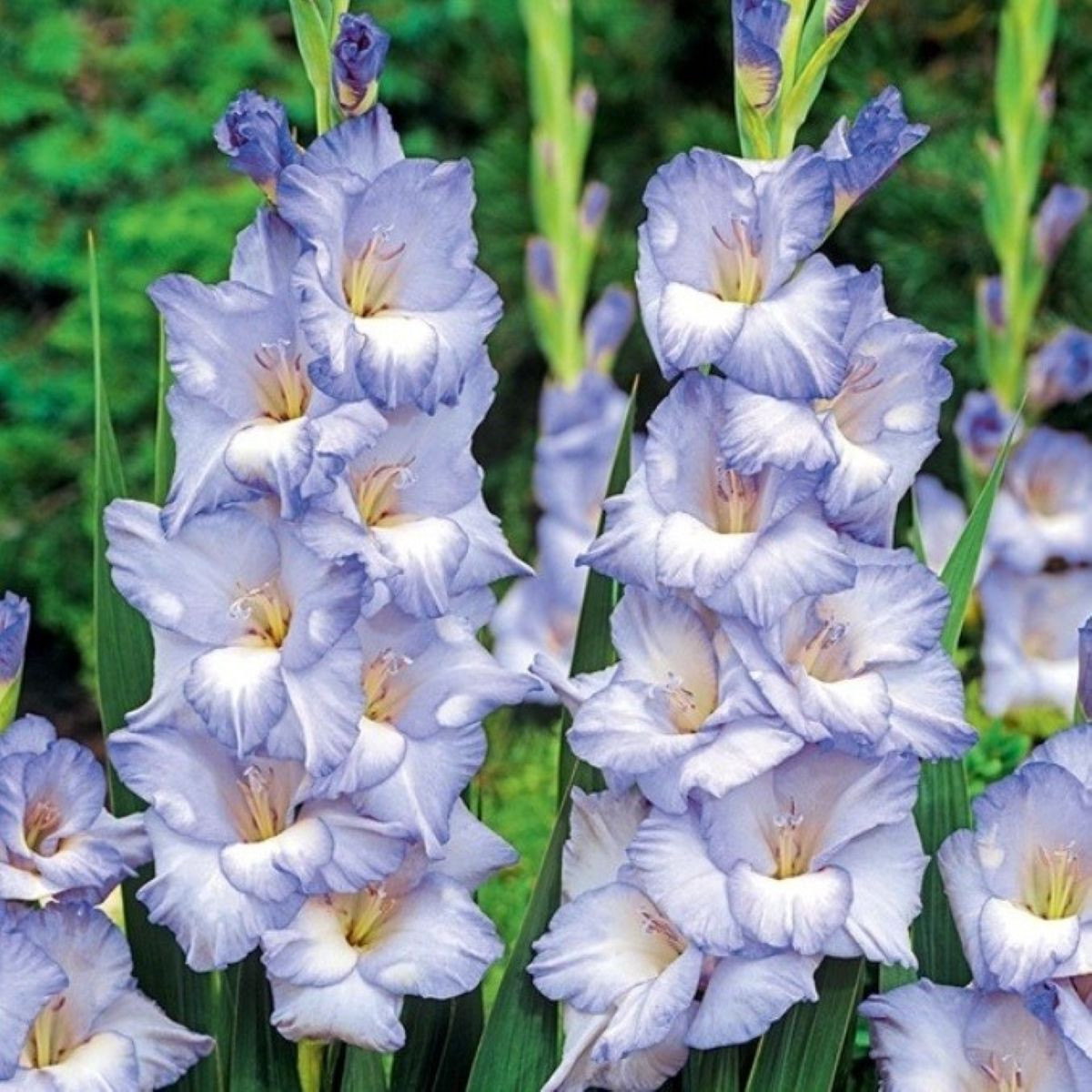 Gladiol Cobain - Gladiolus - hlízy mečíku - 3 ks