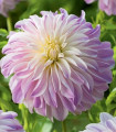Jiřinka Time For All - Dahlia - cibule jiřinek - 1 ks