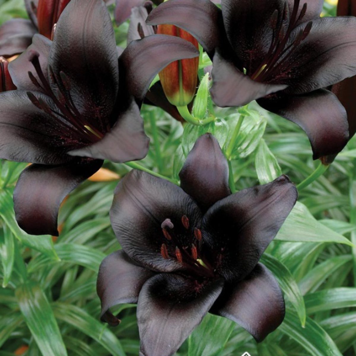 Lilie Landini - Lilium - cibule lilie - 1 ks