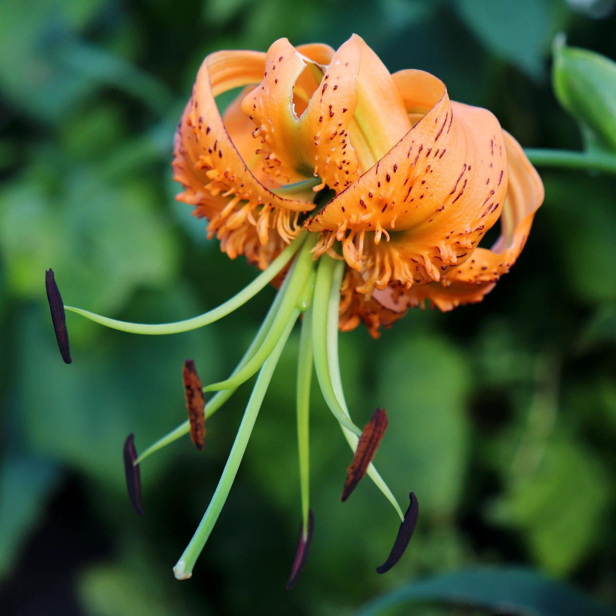 Lilie Henryi - Lilium - cibule lilie - 1 ks