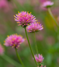 Гомфрена „Fireworks“ – Gomphrena pulchella – семена от гомфрена – 20 бр.
