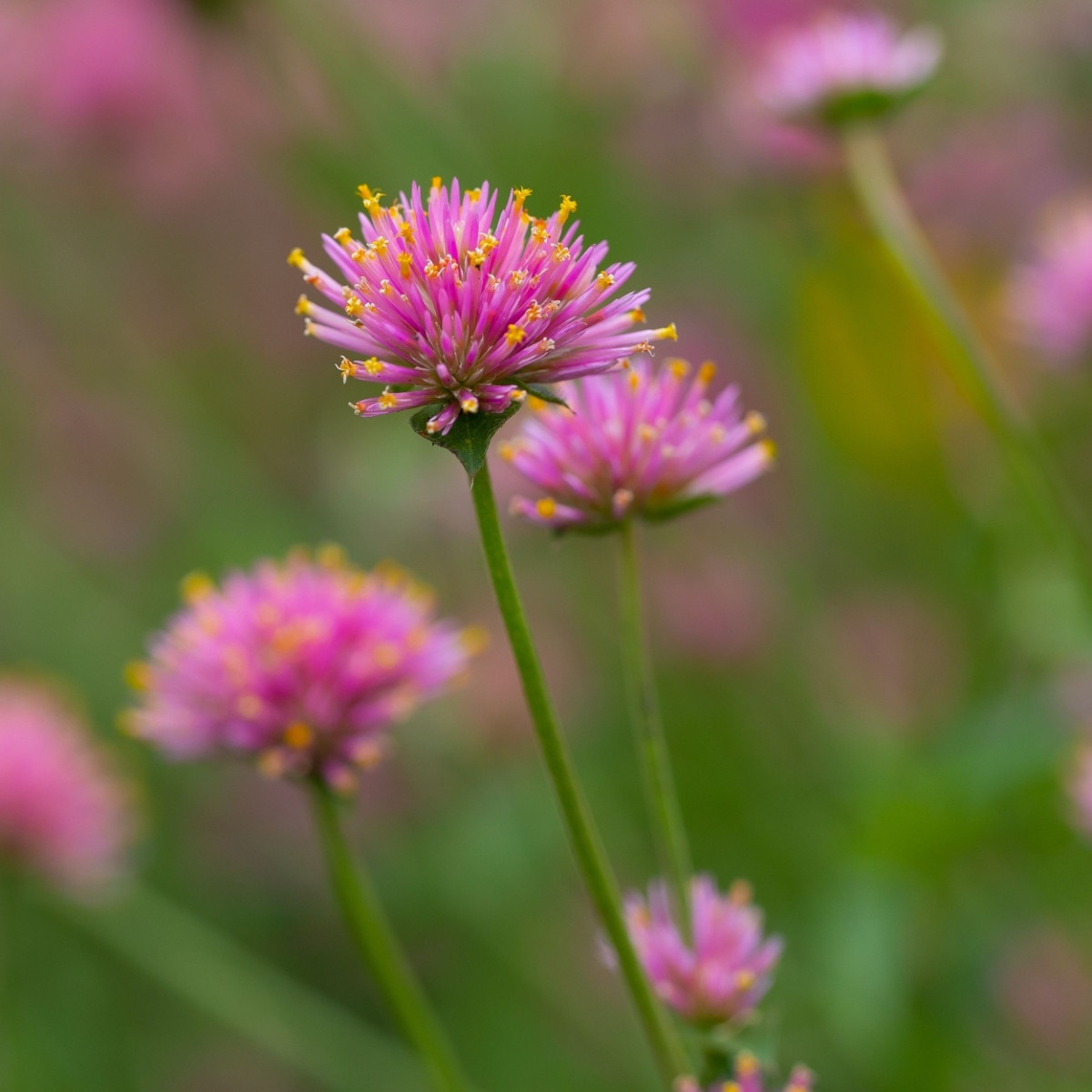 Pestrovka Fireworks - Gomphrena pulchella - semena pestrovky - 10 ks