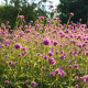 Гомфрена „Fireworks“ – Gomphrena pulchella – семена от гомфрена – 20 бр.