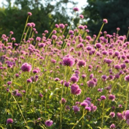 Гомфрена „Fireworks“ – Gomphrena pulchella – семена от гомфрена – 20 бр.