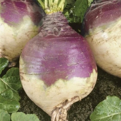 Tuřín Magres - Brassica napus var. napobrassica - semena tuřínu - 200 ks