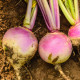Tuřín Magres - Brassica napus var. napobrassica - semena tuřínu - 200 ks