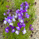 Линария мароканска Licilia Azure – Linaria maroccana – семена от линария – 100 бр.