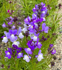 Линария мароканска Licilia Azure – Linaria maroccana – семена от линария – 100 бр.