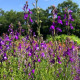Линария мароканска Licilia Azure – Linaria maroccana – семена от линария – 100 бр.